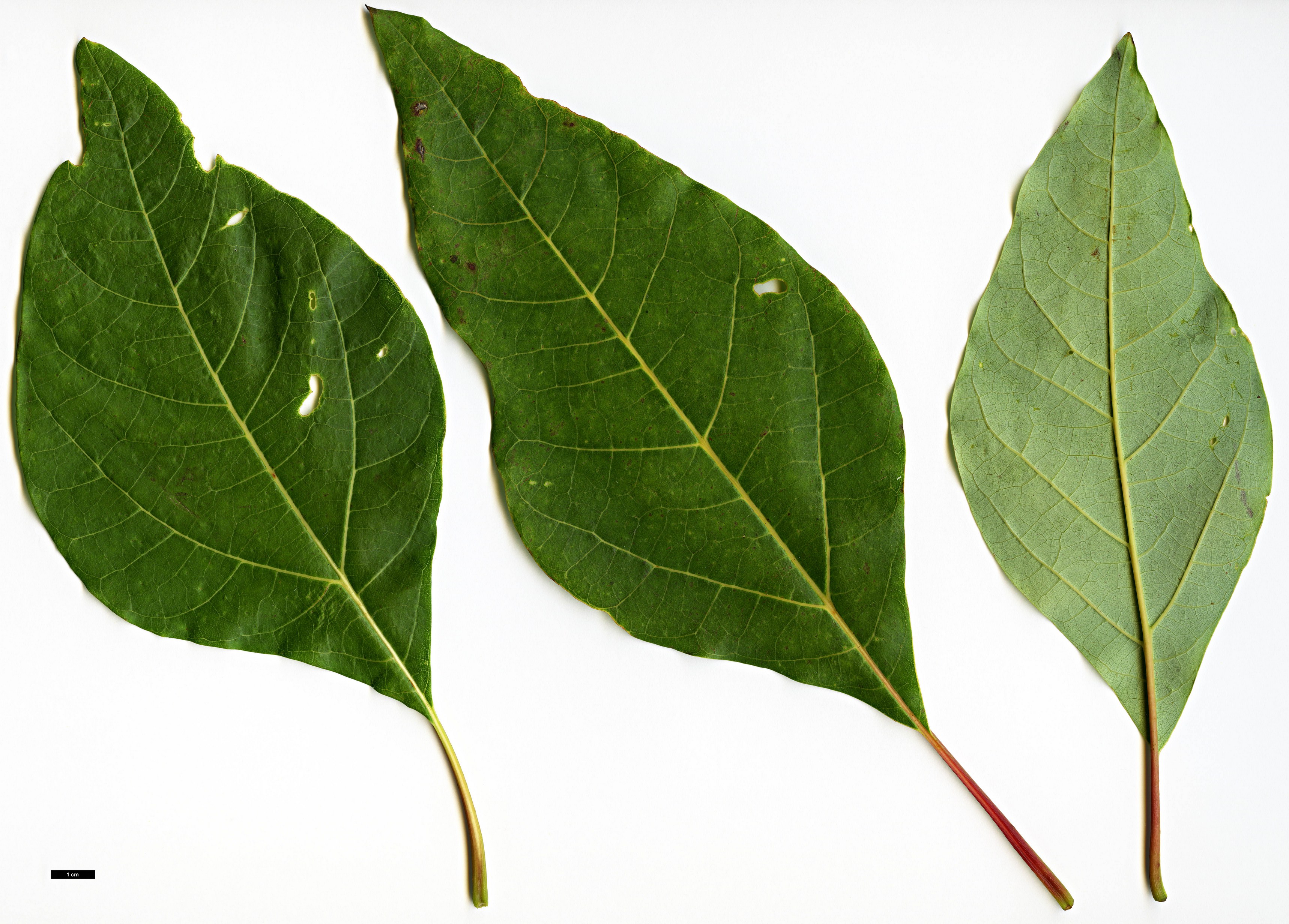 High resolution image: Family: Lauraceae - Genus: Sassafras - Taxon: randaiense